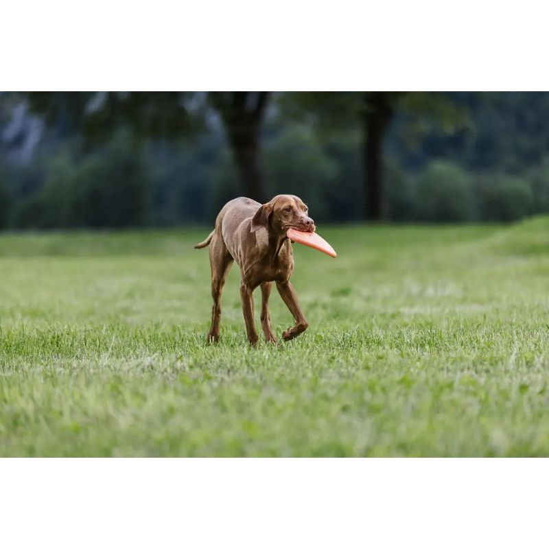 Non-Stop Dog Flying Disc Orange