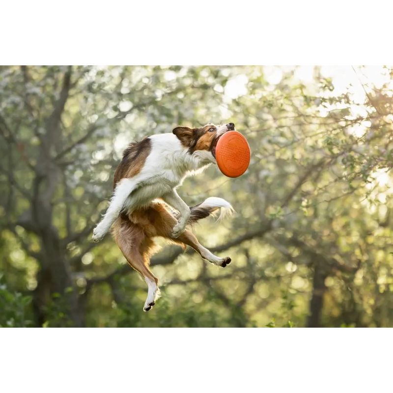 Non-Stop Dog Flying Disc Orange