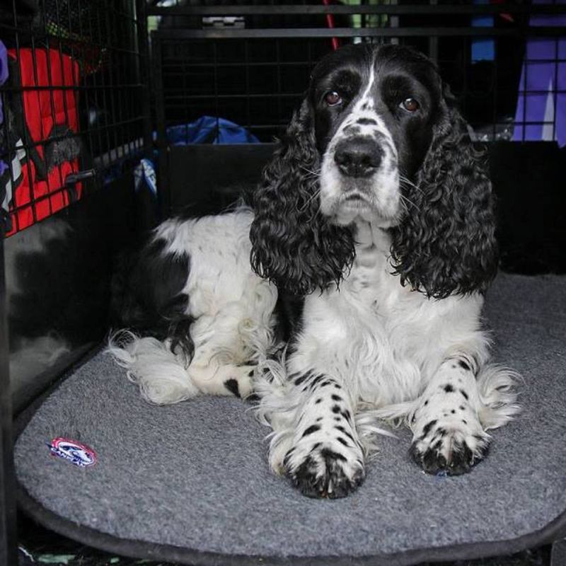 Canelana Uldmadras 70x90 Grå